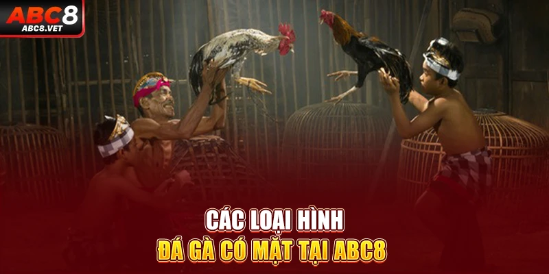Các loại hình đá gà có mặt tại ABC8 