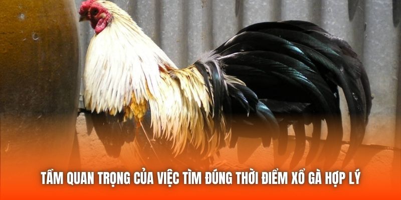 Tầm quan trọng của việc tìm đúng thời điểm xổ gà hợp lý